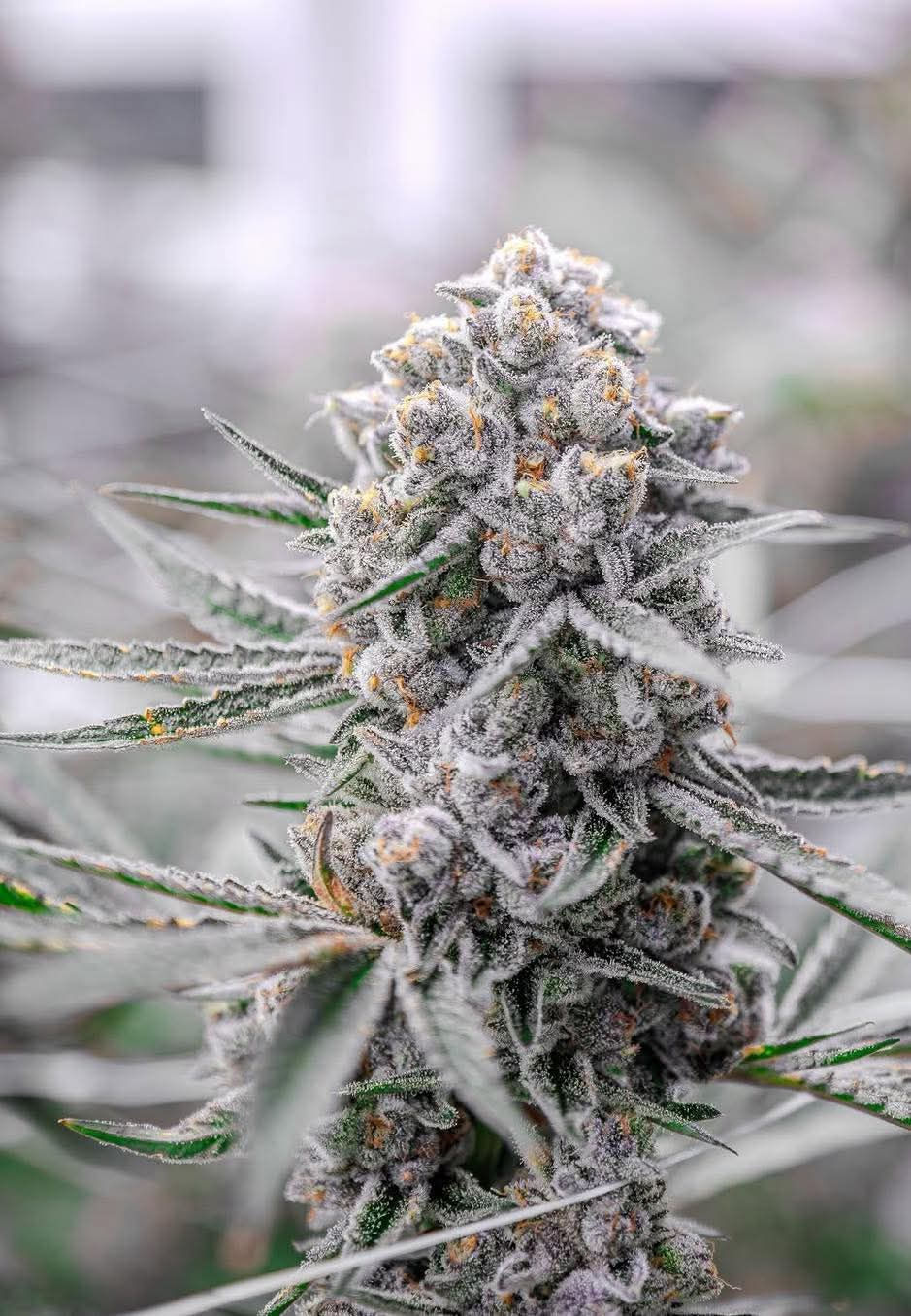 🌿Strain of the Day: