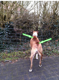Meinem Hund stehen die Haare zu Berge