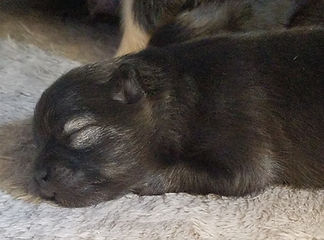 Puki's Puppy from 2020 Litter Week 2.jpg
