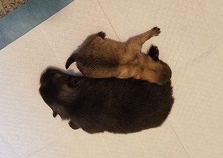 11 Days Difference for 2020 Litters.jpg