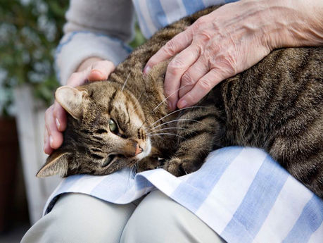 Learn How to Use Acupressure to Relieve Stress in your Pet.