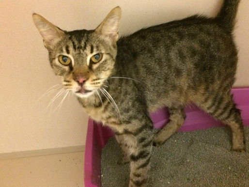 What you Need to Know about Cat Poop