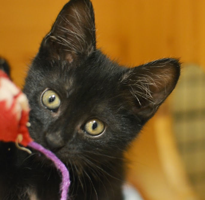Look at that face! Meet Zipper!