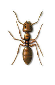 Marangoz karıncalar | Farmapest İstanbul Böcek İlaçlama | Haşere İlaçlama | Pest Control |