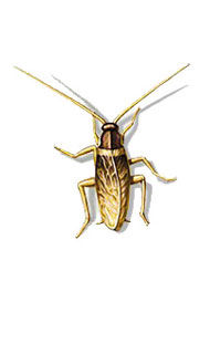 Kahverengi Bantlı Hamamböceği | Farmapest İstanbul Böcek İlaçlama | Haşere İlaçlama | Pest Control |