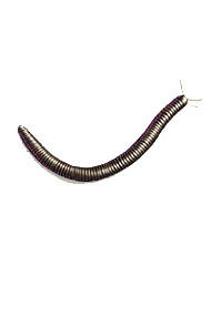 Çiyan | Farmapest İstanbul Böcek İlaçlama | Haşere İlaçlama | Pest Control |