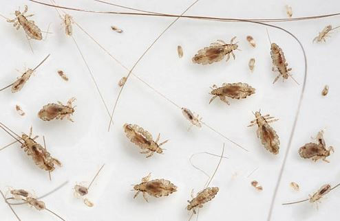 böcek ilaçlama,haşere ilaçlama,kemirgen kontrol,hamam böceği ilaçlama,sivrisinek ilaçlama,pest ilaçlama,pest control,dezenfektasyon hizmetleri,bahçe ilaçlama,ev ilaçlama,pest kontrol,kene ilaçlama,karınca ilaçlama,tahtakurusu ilaçlama,sümüklüböcek ilaçlama,salyangoz ilaçlama,akrep ilaçlama,pire ilaçlama,bit ilaçlama,karasinek ilaçlama,fare ilaçlama,sıçan ilaçlama,yılan ilaçlama,tahtakurusu ilaçlama,çam kese böceği ilaçlama,ofis ilaçlama,hastane ilaçlama,depo ilaçlama,