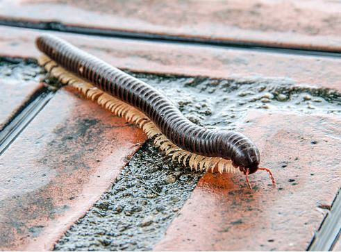 istanbul böcek ilaçlama,istanbul haşere ilaçlama,seyrantepe böcek ilaçlama,seyrantepe haşere ilaçlama,kağıthane böcek ilaçlama,kağıthane haşere ilaçlama,sanayi mahallesi böcek ilaçlama,sanayi mahallesi haşere ilaçlama,çeliktepe haşere ilaçlama,çeliktepe böcek ilaçlama,gültepe böcek ilaçlama,gültepe haşere ilaçlama,küçükyalı böcek ilaçlama,küçükyalı haşere ilaçlama,maltepe böcek ilaçlama,maltepe haşere ilaçlama,çınar mahallesi böcek ilaçlama,çınar mahallesi haşere ilaçlama,kadıköy böcek ilaçlama,kadıköy haşere ilaçlama,ortaköy böcek ilaçlama,beşiktaş böcek ilaçlama,arnavutköy böcek ilaçlama,beyoğlu böcek ilaçlama,bebek böcek ilaçlama,