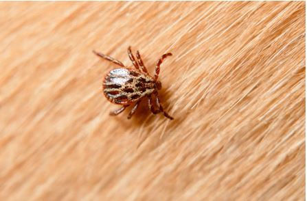 istanbul böcek ilaçlama,istanbul haşere ilaçlama,seyrantepe böcek ilaçlama,seyrantepe haşere ilaçlama,kağıthane böcek ilaçlama,kağıthane haşere ilaçlama,sanayi mahallesi böcek ilaçlama,sanayi mahallesi haşere ilaçlama,çeliktepe haşere ilaçlama,çeliktepe böcek ilaçlama,gültepe böcek ilaçlama,gültepe haşere ilaçlama,küçükyalı böcek ilaçlama,küçükyalı haşere ilaçlama,maltepe böcek ilaçlama,maltepe haşere ilaçlama,çınar mahallesi böcek ilaçlama,çınar mahallesi haşere ilaçlama,kadıköy böcek ilaçlama,kadıköy haşere ilaçlama,ortaköy böcek ilaçlama,beşiktaş böcek ilaçlama,arnavutköy böcek ilaçlama,beyoğlu böcek ilaçlama,bebek böcek ilaçlama,