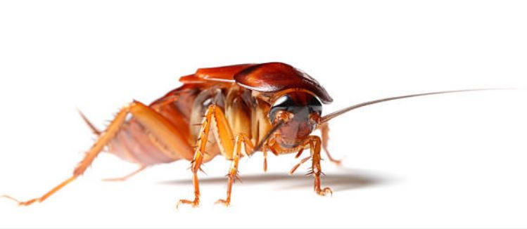 istanbul böcek ilaçlama,istanbul haşere ilaçlama,seyrantepe böcek ilaçlama ,seyrantepe haşere ilaçlama,kağıthane böcek ilaçlama,kağıthane haşere ilaçlama,gültepe böcek ilaçlama,gültepe haşere ilaçlama,çeliktepe böcek ilaçlama,çeliktepe haşere ilaçlama,sanayi mahallesi böcek ilaçlama,sanayi mahallesi haşere ilaçlama,maslak böcek ilaçlama,maslak haşere ilaçlama,beşiktaş böcek ilaçlama,beşiktaş haşere ilaçlama,sarıyer böcek ilaçlama,sarıyer haşere ilaçlama,kadıköy böcek ilaçlama,kadıköy haşere ilaçlama,maltepe böcek ilaçlama,maltepe haşere ilaçlama,küçükyalı böcek ilaçlama,küçükyalı haşere ilaçlama,aydınevler böcek ilaçlama,arnavutköy böcek ilaçlama,arnavutköy haşere ilaçlama,ortaköy böcek ilaçlama,üsküdar böcek ilaçlama,