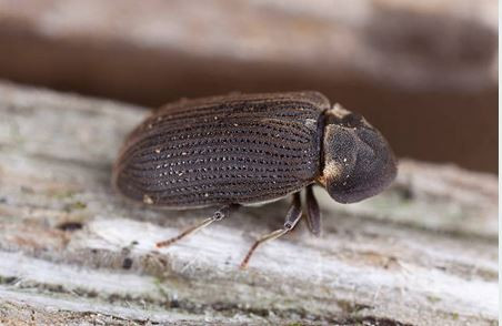 Tahta Agac Kurdu Ilaclama Nedir Farmapest Istanbul Bocek Ilaclama Servisi