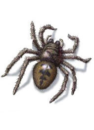 Zıplayan örümcek | Farmapest İstanbul Böcek İlaçlama | Haşere İlaçlama | Pest Control |
