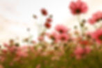 cosmos flowers in sunset.jpg