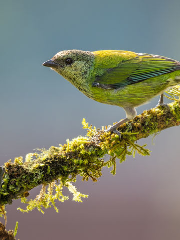 _DSC0006A-ARW_DxO_DeepPRIME-Editar_2048 long edge_2048x1365_U_40.jpg