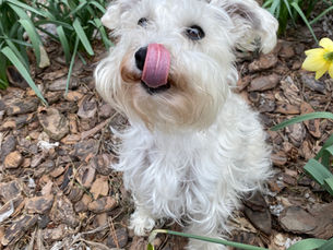 All About Treats In Dog Training