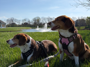 What gear should I use for walks?