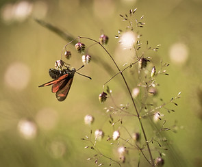 Mountain meadow with flowers and butterfly
