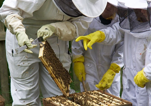 Year 2 Beekeeping.jpeg
