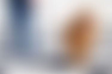 Een origineel Golden retriever