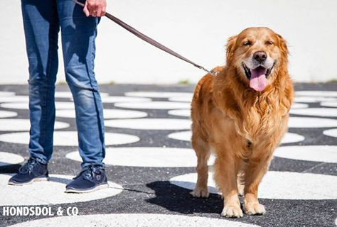 Een origineel Golden retriever