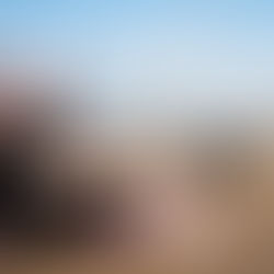 Dwergteckels aan de waterlijn