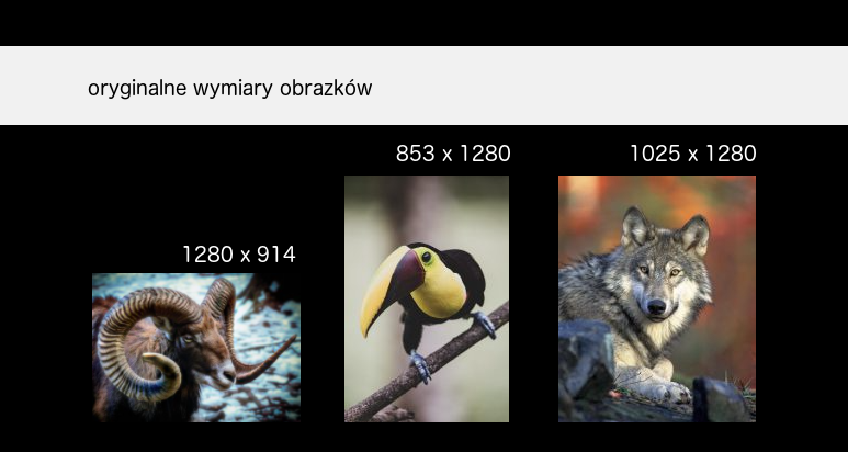 Oryginalne rozmiary obrazków