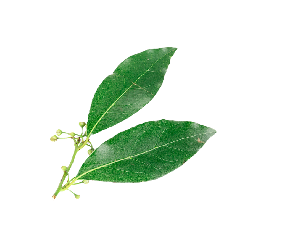 Fresh Green Leaves