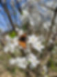 Buttefly1.jpg