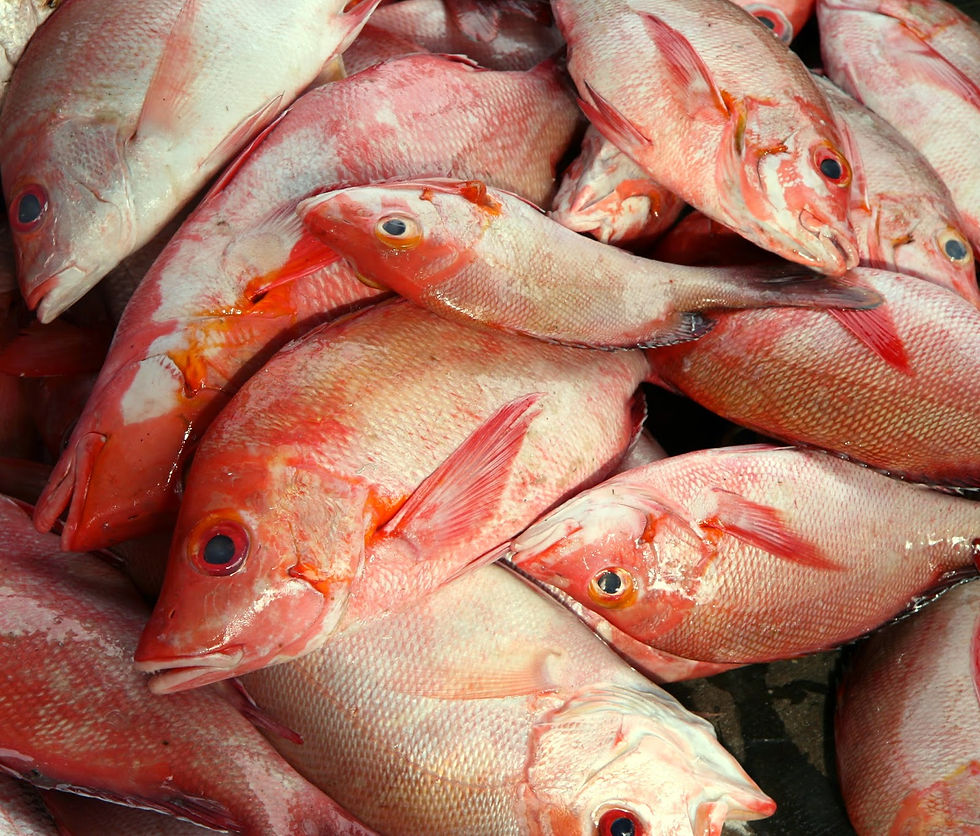ikan kakap