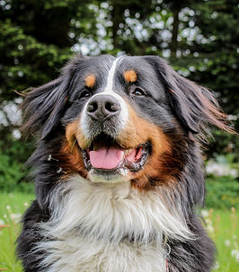 A Bernese Mountain Dog Panting and Looking Happy