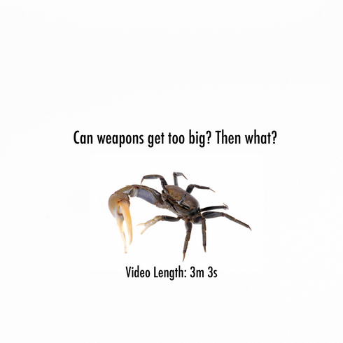 Video1WebThumb.png