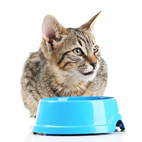 cat bowl.jpg