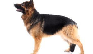 synoquin for dogs