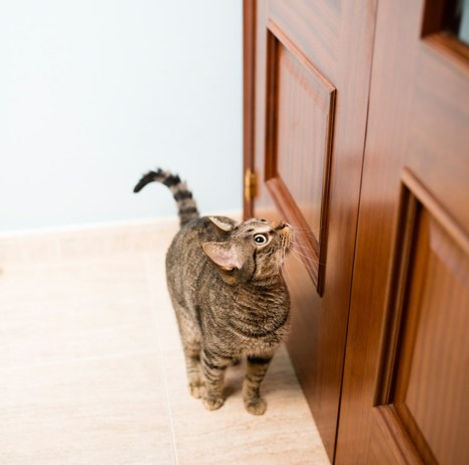 cat door.jpg