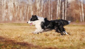 synoquin for dogs