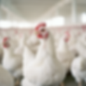 ballnakub_In_a_modern_poultry_house_a_single_white_chicken_stan_b9eb6f51-8bac-46cd-ba7f-d8