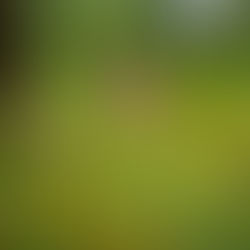 Foto- an Videoopnam mat uerdentlech Reen