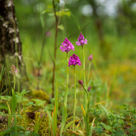 Foto- an Videoopnam mat uerdentlech Reen