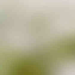 Garden design drawing devon