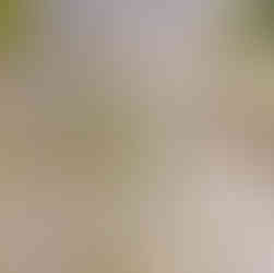 Garden design drawing devon