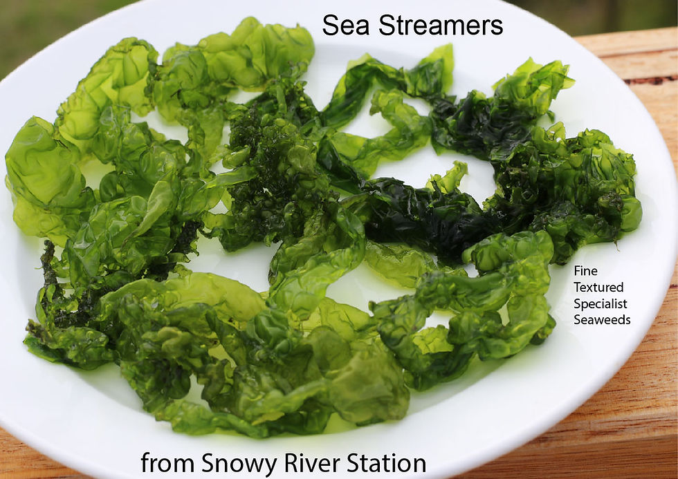 Thumbnail: Sea Streamers