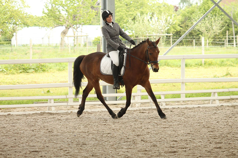 Dressage