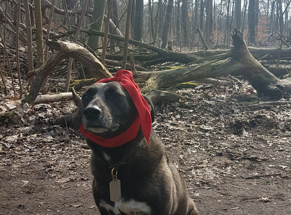 Hund im roten Schal im Wald