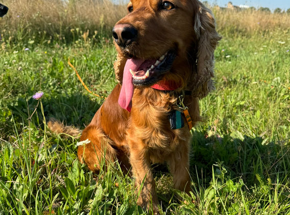 Englischer Cocker Spaniel sitzt im Gras
