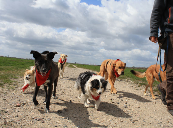Mann spaziert mit sechs Hunden