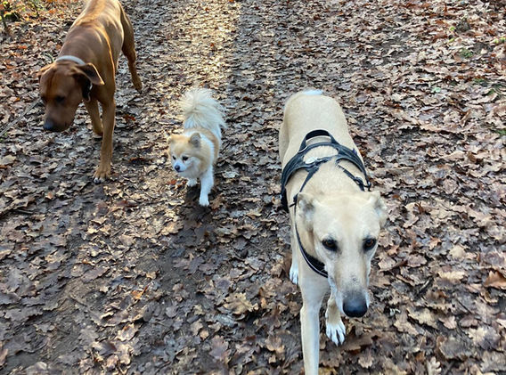 Drei Hunde spazieren auf Waldweg