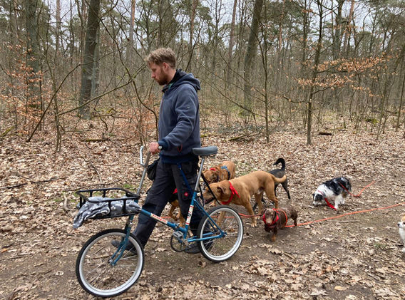 Mann mit Fahrrad und Hunden im Wald