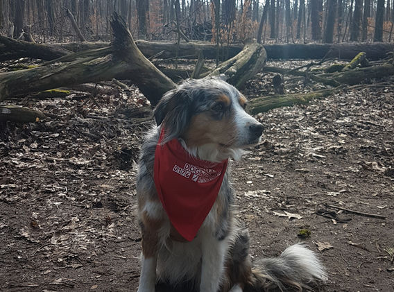Australischer Schäferhund im Wald