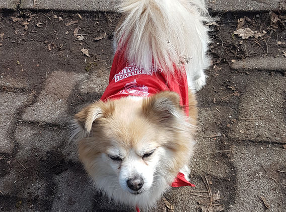 Kleiner Hund in rotem Mantel im Park
