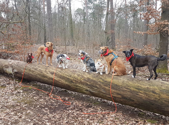 Hunde auf Baumstamm im Wald